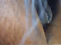 Horse with big brown ass is pissing in close-up - picture 2