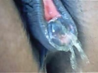Horse with big brown ass is pissing in close-up - picture 10