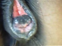 Horse with big brown ass is pissing in close-up - picture 13