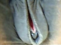 Horse with big brown ass is pissing in close-up - picture 19