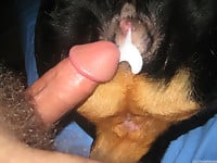 Stunning brown doggy gets anally impaled in the missionary pose - picture 10