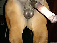 Nice-looking horny and soft boners of different stallions - picture 5