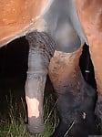 Nice-looking horny and soft boners of different stallions - picture 11