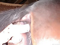 Men dick nicely penetrates a tight hole of a farm animal - picture 12