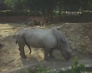 Brutal-looking rhinos are fucking in the doggy style pose - picture 1