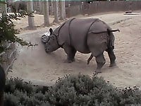 Brutal-looking rhinos are fucking in the doggy style pose - picture 6