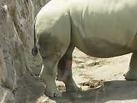 Brutal-looking rhinos are fucking in the doggy style pose - picture 17