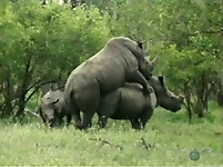 Brutal-looking rhinos are fucking in the doggy style pose - picture 20