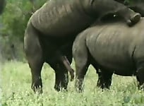 Brutal-looking rhinos are fucking in the doggy style pose - picture 22