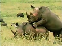 Brutal-looking rhinos are fucking in the doggy style pose - picture 23