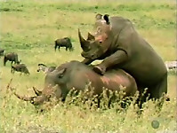 Brutal-looking rhinos are fucking in the doggy style pose - picture 24