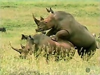 Brutal-looking rhinos are fucking in the doggy style pose - picture 28