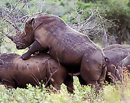 Brutal-looking rhinos are fucking in the doggy style pose - picture 33