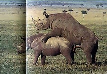 Brutal-looking rhinos are fucking in the doggy style pose - picture 34