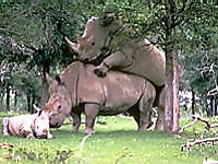 Brutal-looking rhinos are fucking in the doggy style pose - picture 40