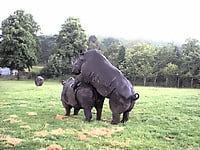 Brutal-looking rhinos are fucking in the doggy style pose - picture 41