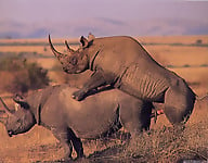 Brutal-looking rhinos are fucking in the doggy style pose - picture 42