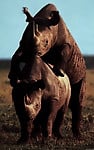 Brutal-looking rhinos are fucking in the doggy style pose - picture 44