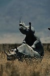 Brutal-looking rhinos are fucking in the doggy style pose - picture 45