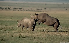 Brutal-looking rhinos are fucking in the doggy style pose - picture 46