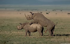 Brutal-looking rhinos are fucking in the doggy style pose - picture 47