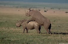 Brutal-looking rhinos are fucking in the doggy style pose - picture 48
