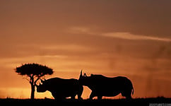 Gorgeous and aesthetic natural sex of the rhinos - picture 1