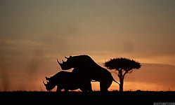 Gorgeous and aesthetic natural sex of the rhinos - picture 2