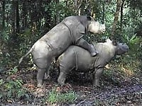 Gorgeous and aesthetic natural sex of the rhinos - picture 3