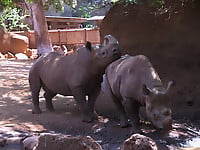 Gorgeous and aesthetic natural sex of the rhinos - picture 4