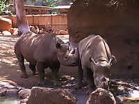 Gorgeous and aesthetic natural sex of the rhinos - picture 5