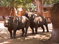 Gorgeous and aesthetic natural sex of the rhinos - picture 6