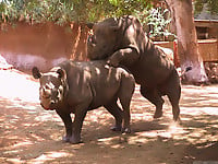 Gorgeous and aesthetic natural sex of the rhinos - picture 7