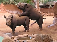 Gorgeous and aesthetic natural sex of the rhinos - picture 8