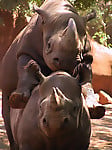 Gorgeous and aesthetic natural sex of the rhinos - picture 9