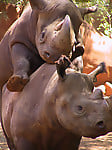 Gorgeous and aesthetic natural sex of the rhinos - picture 10