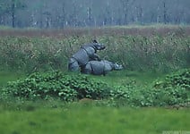 Gorgeous and aesthetic natural sex of the rhinos - picture 11