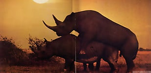 Gorgeous and aesthetic natural sex of the rhinos - picture 12