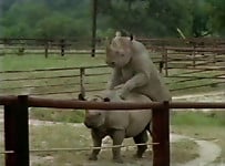 Gorgeous and aesthetic natural sex of the rhinos - picture 14