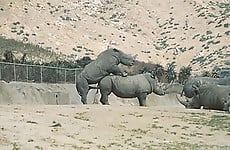 Gorgeous and aesthetic natural sex of the rhinos - picture 15