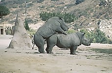 Gorgeous and aesthetic natural sex of the rhinos - picture 16