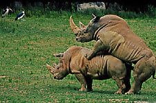 Gorgeous and aesthetic natural sex of the rhinos - picture 17