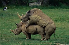 Gorgeous and aesthetic natural sex of the rhinos - picture 18