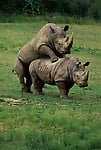 Gorgeous and aesthetic natural sex of the rhinos - picture 19