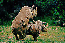 Gorgeous and aesthetic natural sex of the rhinos - picture 20