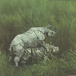 Gorgeous and aesthetic natural sex of the rhinos - picture 21
