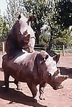Gorgeous and aesthetic natural sex of the rhinos - picture 22