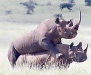 Gorgeous and aesthetic natural sex of the rhinos - picture 23