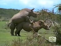 Gorgeous and aesthetic natural sex of the rhinos - picture 24