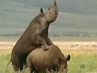 Gorgeous and aesthetic natural sex of the rhinos - picture 25